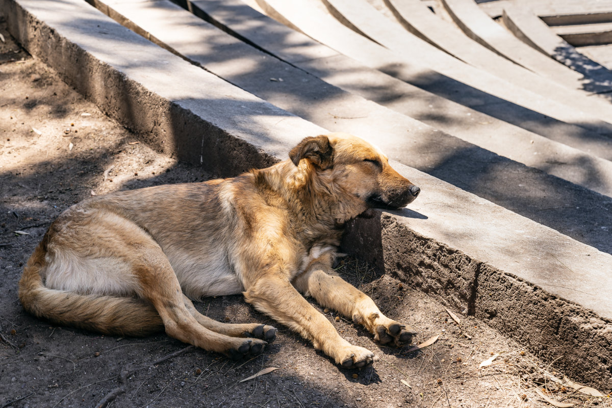 Can I eat the innards of a dog?