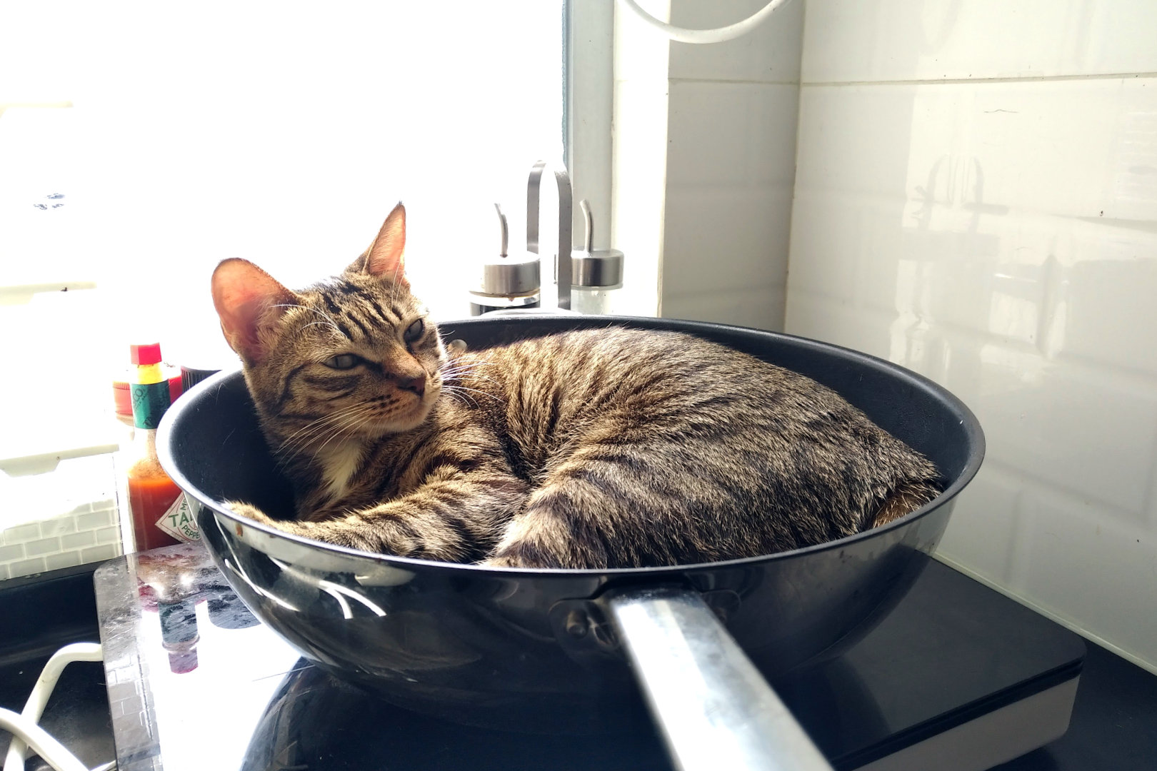 Jail Time for Selling Cat Meat