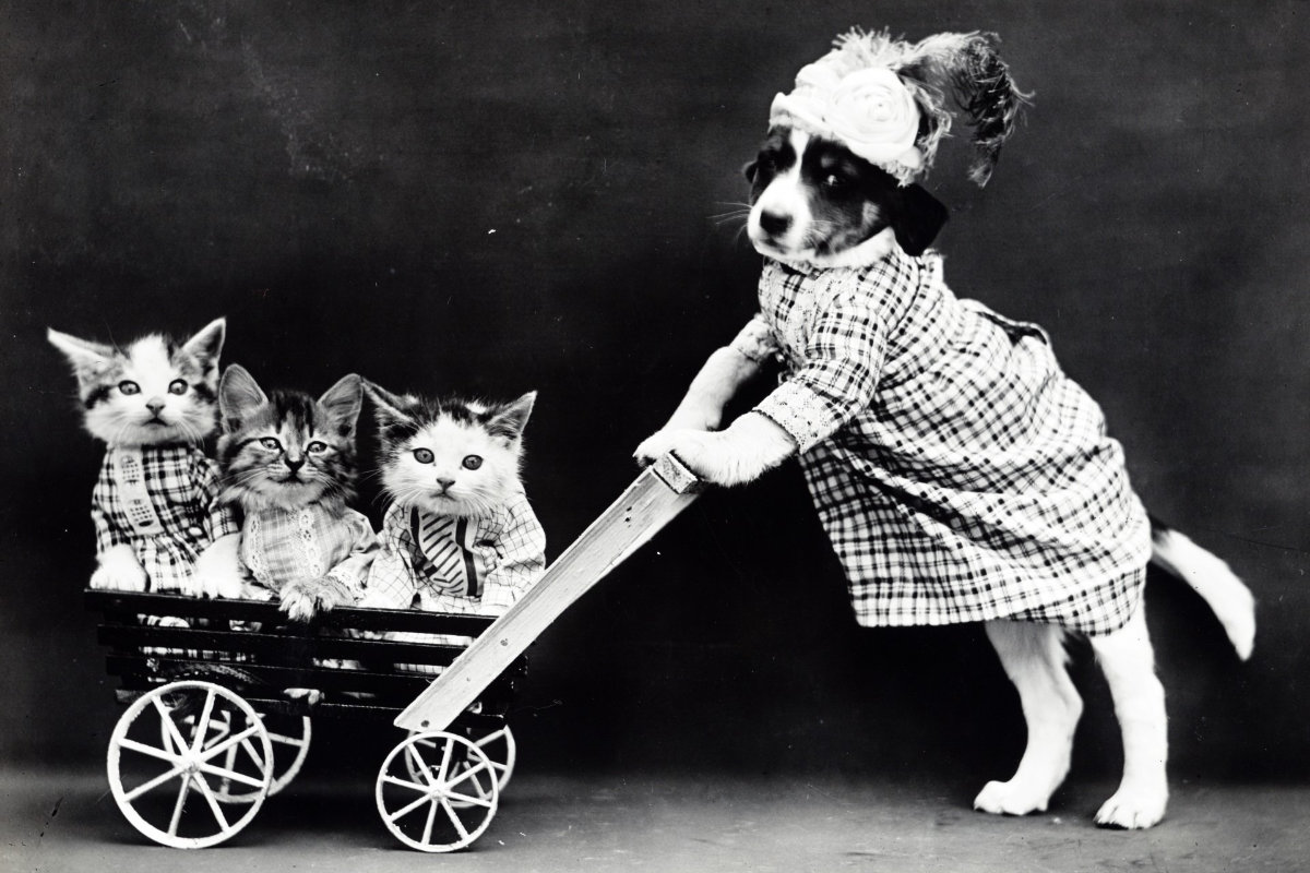Protecting Cats and Dogs in Traffic Accidents
