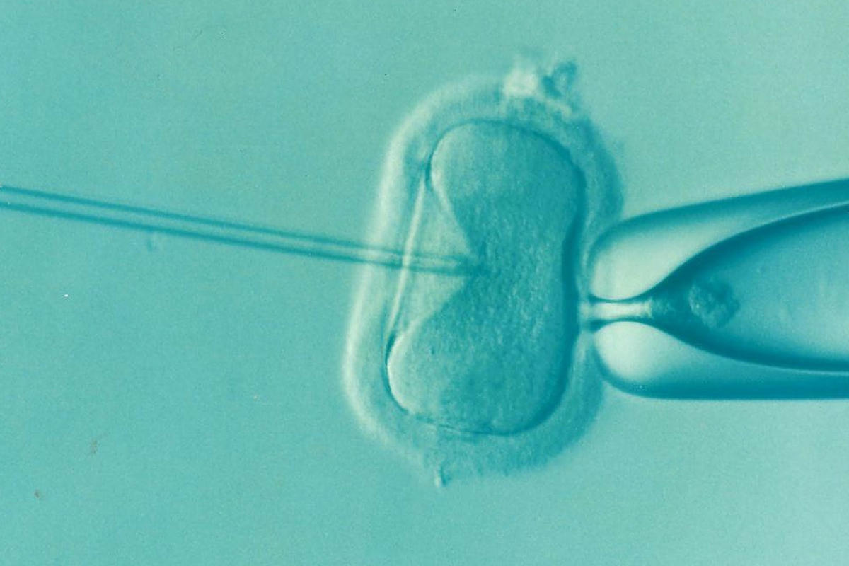 Frozen Gametes Relaxed in Hong Kong and more